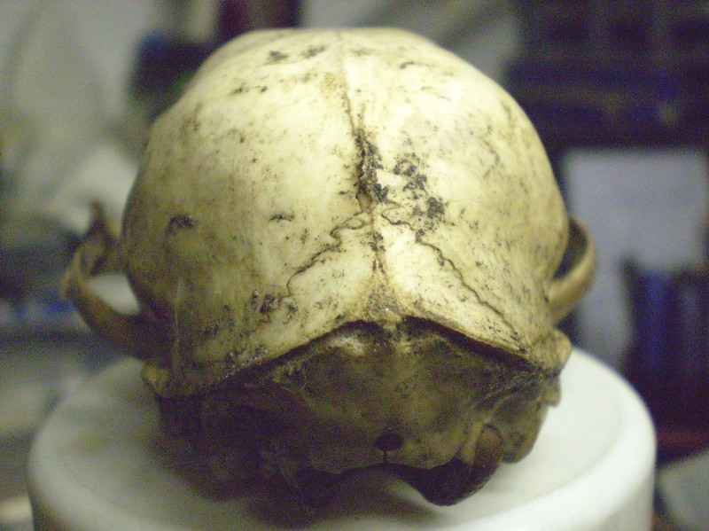 Cranio sconosciuto; Gatto